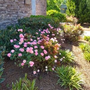 Meet your Posher, Haris